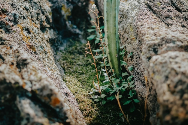 Paesaggio minimalista con cactus e rocce nel deserto