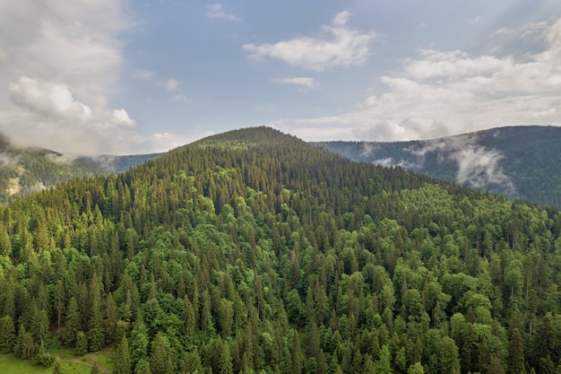 paesaggio montano con alberi di pino sempreverdi