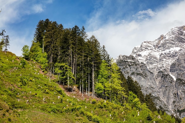 Paesaggio montano con cime maestose vegetazione lussureggiante Fotografia naturalistica Scenico all'aperto viaggi avventura escursioni esplorazione della natura selvaggia Alpi Tirolo e Austria