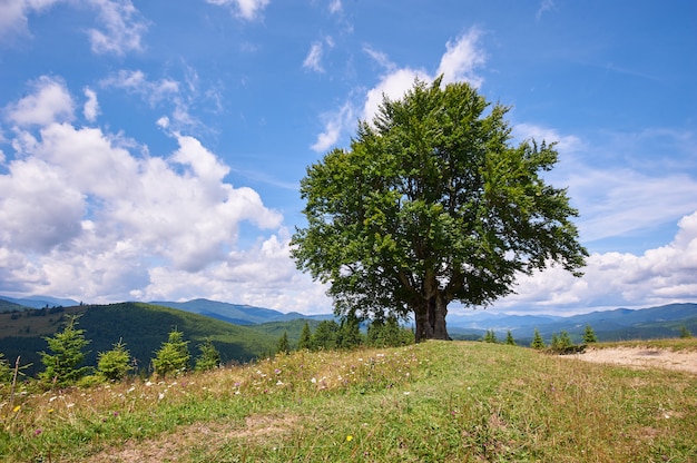 Paesaggio montano con faggio solitario in primo piano. Giorno soleggiato. Carpazi, Ucraina