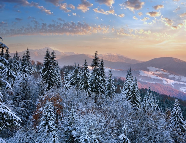 Paesaggio montano del tramonto invernale con abeti rossi dei Carpazi e neve coperta di brina Ucraina