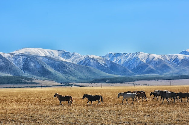 Paesaggio montano di Altai, panorama sullo sfondo del paesaggio autunnale, vista sulla natura autunnale