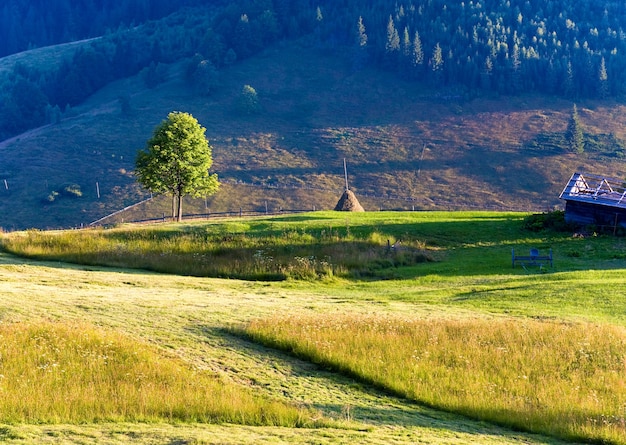 Paesaggio montano estivo con pagliaio e albero solitario