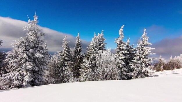 Paesaggio montano invernale con abeti rossi e neve