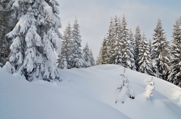 Paesaggio montano invernale con bosco di abeti ricoperto di neve