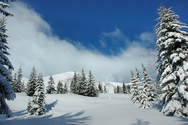 Paesaggio montano invernale con colline forestali innevate sn