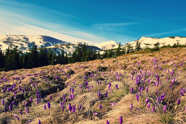 Paesaggio montano primaverile con crochi viola che fioriscono sul prato Verde foresta e nuvole sono sullo sfondo