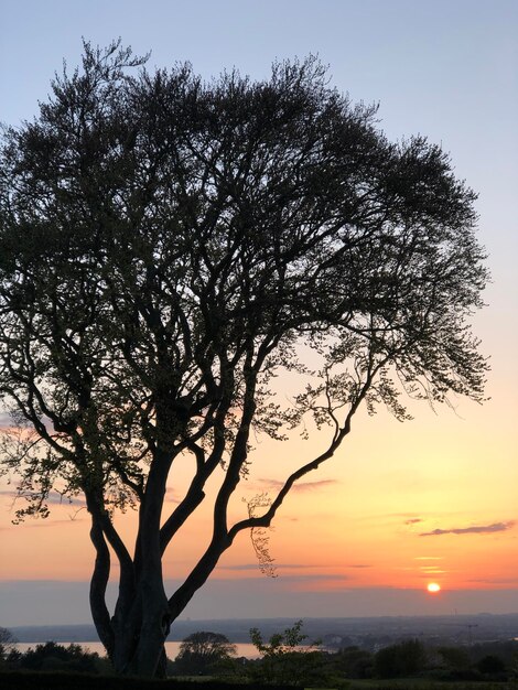 Paesaggio mozzafiato con un bellissimo albero al tramonto colorato, Howth, nella contea di Dublino, Irlanda