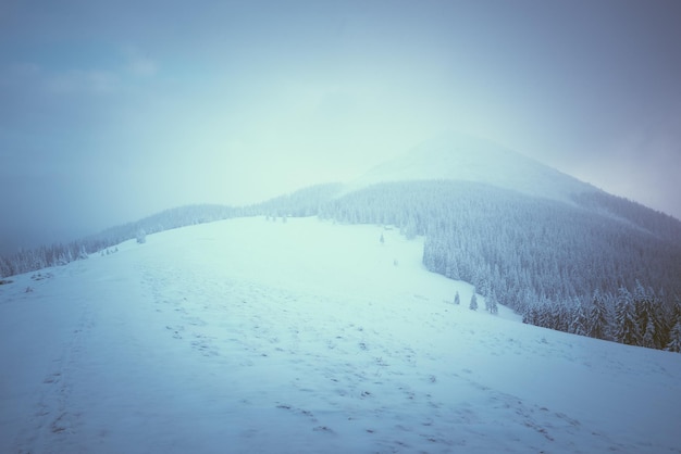 Paesaggio natalizio con abete nella neve