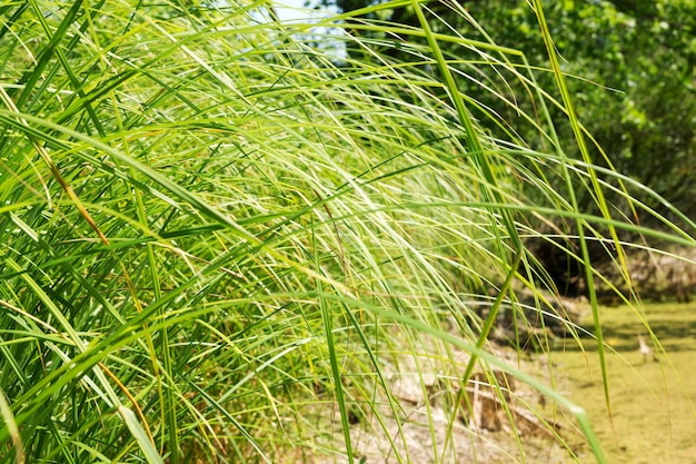 Paesaggio naturale astratto con estate palustre