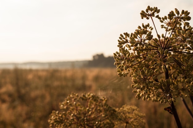 Paesaggio naturale autunnale di paglia di erba secca secca marrone dorato e pianta di erbaccia ombrello con semi nella luce di sfondo dell'orizzonte del campo. mattina alba russa nel prato sulla natura