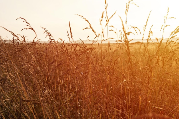 Paesaggio naturale autunnale di pampa secca appassita marrone dorato erba di grano paglia sullo sfondo della luce del cielo bianco contro l'orizzonte del campo mattina alba russa nel prato sul chiarore della natura