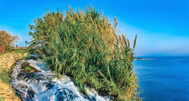 Paesaggio naturale con canneti che crescono sul bordo di una cascata su una scogliera a picco sul mare Lower Duden Antalya