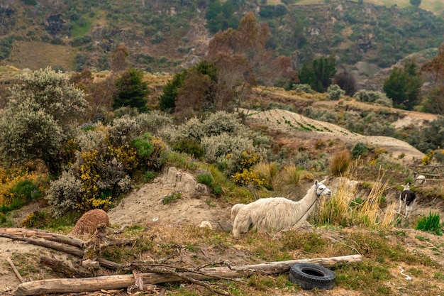 Paesaggio naturale dell'ecuador in sud america