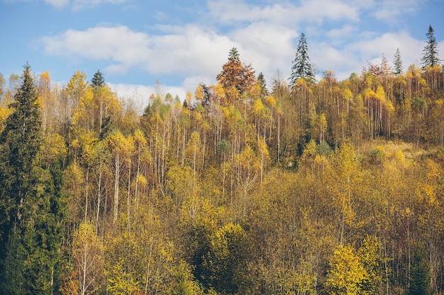 paesaggio naturale della foresta autunnale e delle montagne