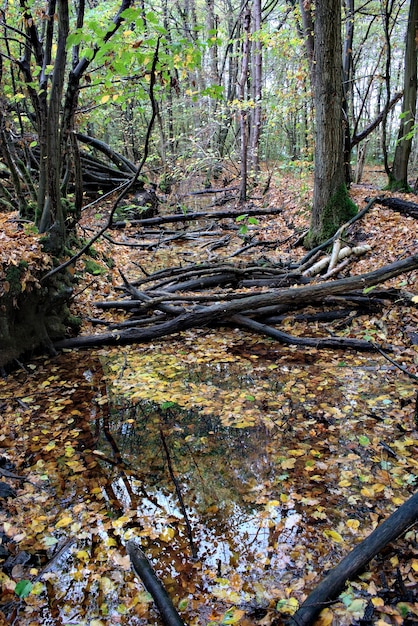 Paesaggio naturale della foresta di autunno, vista di una fossa con acqua e vecchi alberi.