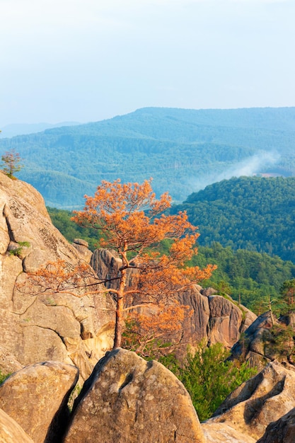 Paesaggio naturale delle montagne dei Carpazi, pino secco che cresce tra le rocce.