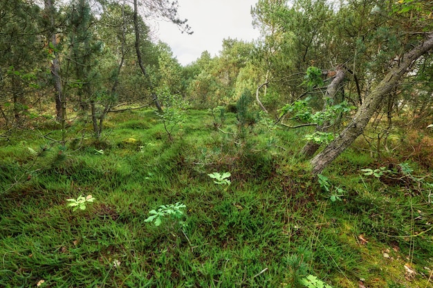 Paesaggio naturale di piante verdi alberi ed erba con vista su prati o foreste misteriose e incolte ricoperte da boschi Vista dell'ambiente deserto e dell'ecosistema vuoto all'aperto