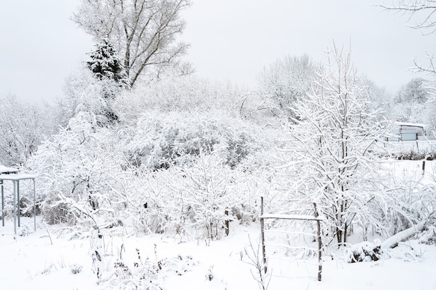 Paesaggio naturale di una foresta congelata di inverno bianco nevoso in un buon tempo senza vento nel villaggio. gli alberi e i rami degli alberi sono completamente ricoperti di neve o brina