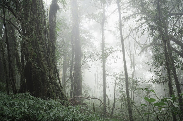 Paesaggio naturale selvaggio con nebbia