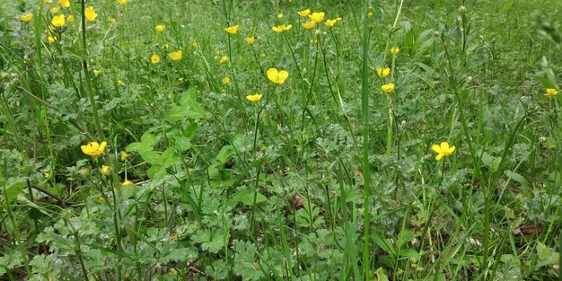 Paesaggio naturale stagionale