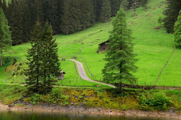 Paesaggio naturale verde