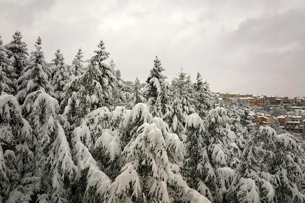 Paesaggio nebbioso aereo con pini sempreverdi ricoperti di neve fresca caduta durante forti nevicate nella foresta di montagna invernale in una fredda giornata tranquilla