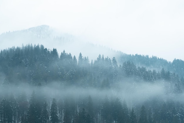 Paesaggio nebbioso con foresta di abeti in stile vintage retrò hipster