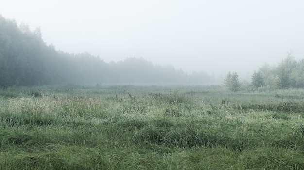 Paesaggio Nebbioso Con Foresta E Campo