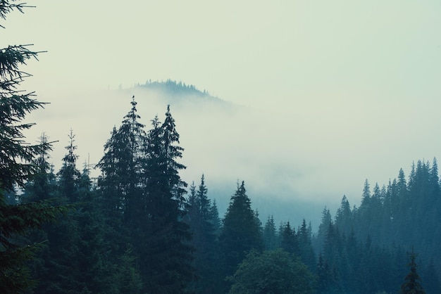 Paesaggio nebbioso con montagne e foreste di abeti in stile retrò vintage hipster