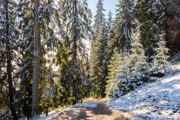 Paesaggio nebbioso del mattino in una foresta di montagna I raggi del sole che scorrono attraverso i rami sempreverdi di pini e abeti Sciogliendo la prima neve