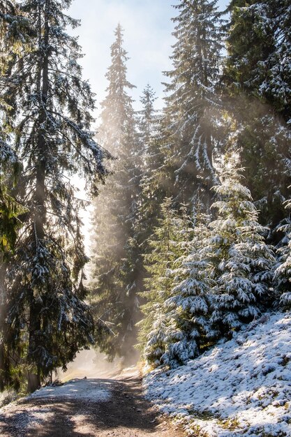 Paesaggio nebbioso del mattino in una foresta di montagna I raggi del sole che scorrono attraverso i rami sempreverdi di pini e abeti Sciogliendo la prima neve