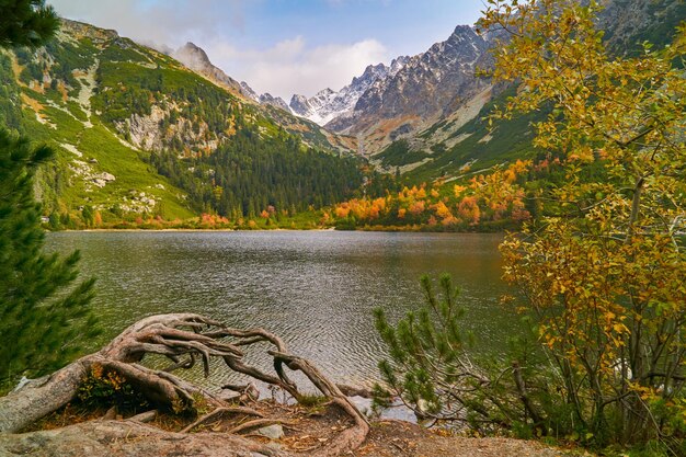 Paesaggio nebbioso mattutino autunnale nel parco nazionale Lago Popradske negli Alti Tatra Carpazi occidentali Slovacchia Inizia le popolari vie di escursionismo e trekking Moody calma natura meditativa