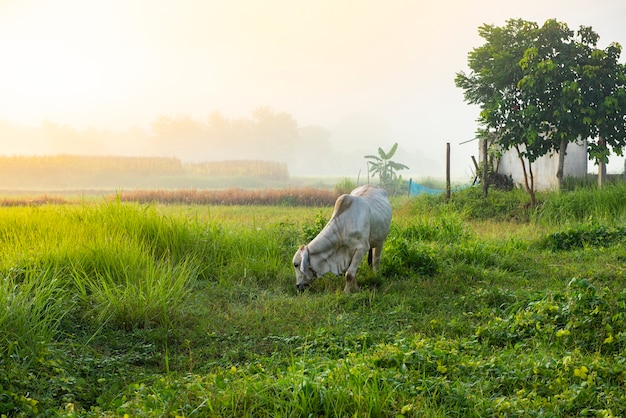 Paesaggio nebbioso sul campo verde al mattino, natura nebbiosa bella nella soleggiata vista nebbiosa e mucche in campo pascolo mucca in campagna