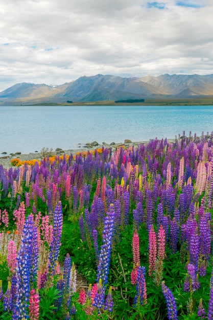 Paesaggio nel lago Tekapo Lupine Field in Nuova Zelanda