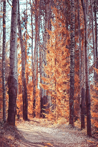 paesaggio nel parco autunnale / concetto natura paesaggio stagionale stagione, autunno, foresta, alberi Estate indiana