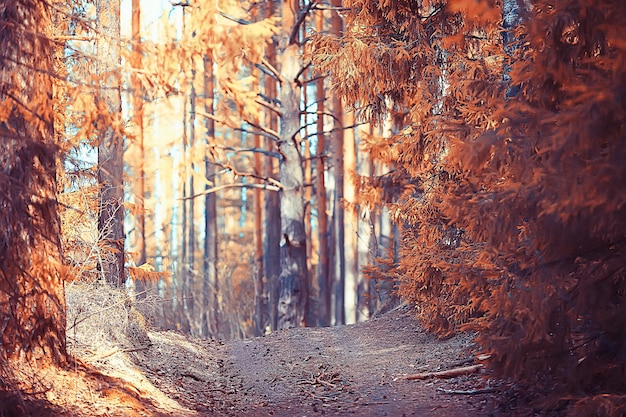 paesaggio nel parco autunnale / concetto natura paesaggio stagionale stagione, autunno, foresta, alberi Estate indiana