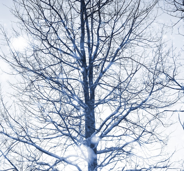 Paesaggio nella giornata nuvolosa invernale di campi e foreste innevati