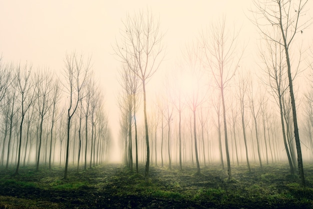 Paesaggio nella mattina d'inverno