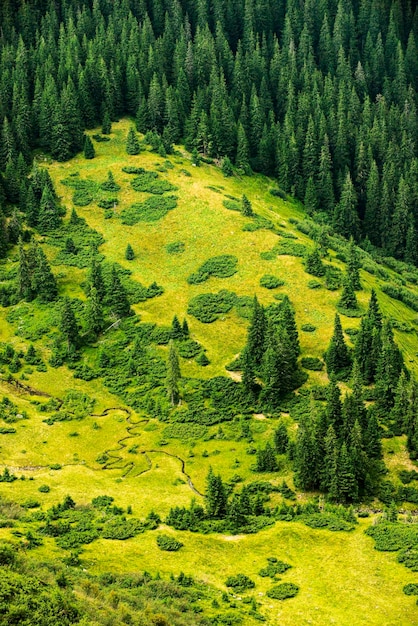 Paesaggio nelle Alpi in estate