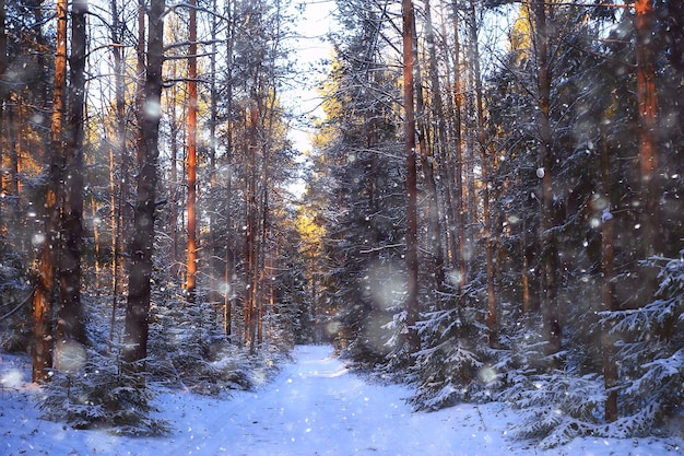 paesaggio nevicato nella foresta, foresta coperta di neve, vista panoramica alberi nella neve meteo