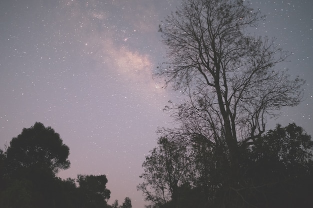 Paesaggio notturno con la colorata Via Lattea