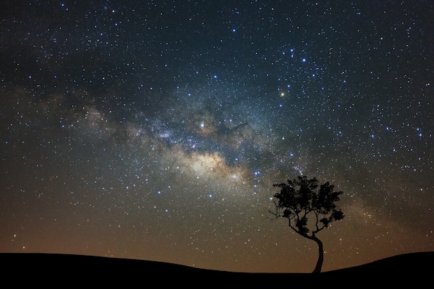 Paesaggio notturno con la Via lattea e la sagoma dell&#39;albero