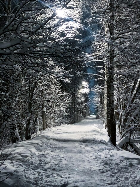 Paesaggio notturno con sentiero innevato tra filari di alberi innevati illuminati da lampioni stradali