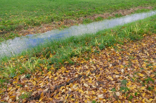 Paesaggio olandese in estate con fiori e piante