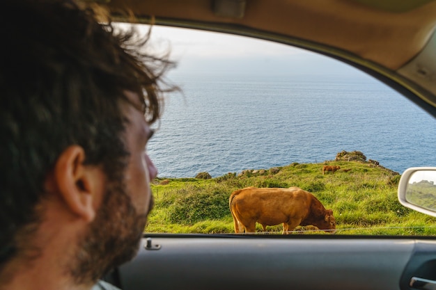 Paesaggio orizzontale di animali in un prato. Persona irriconoscibile che visita il prato verde con le mucche dal finestrino di una macchina.