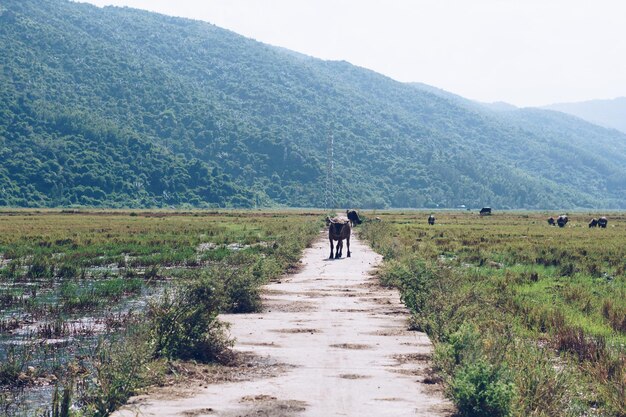 Paesaggio paesaggio bellezza della natura animali tempo cambiamento futuro concetto fine estate inizio autunno giorno Bufalo d'acqua in piedi campo strada prato sole montagne boscose sfondo cielo sereno