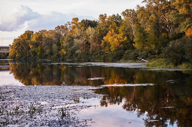 Paesaggio palude nella foresta autunnale