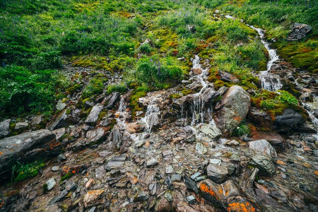 Paesaggio panoramico con molti ruscelli di acqua sorgiva limpida tra muschio denso e vegetazione lussureggiante.