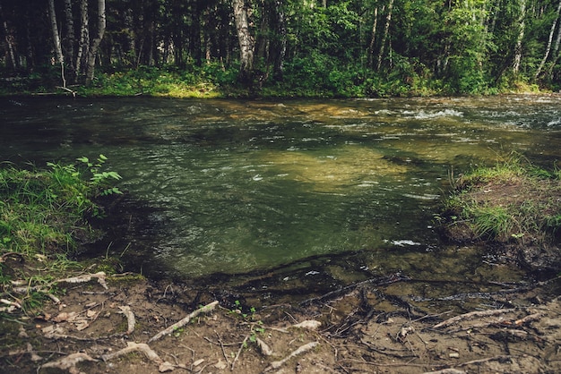 Paesaggio panoramico con piccolo fiume nel boschetto di betulle in toni vintage. Scenario forestale atmosferico con fiume di montagna verde con acqua trasparente e fondo sassoso. Acqua limpida nel bellissimo ruscello di montagna